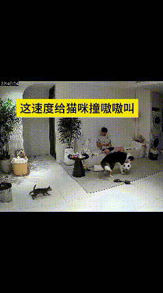 这个视频我看了老多遍，反复回放才把全过程看明白。狗狗叼着球形玩具来回甩动，小猫纵