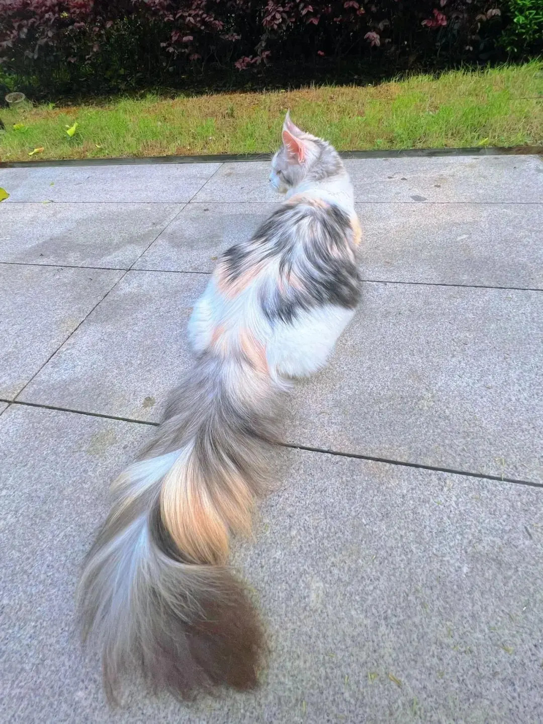 怪不得都说三花猫是猫界大美女真的太漂亮了​​​