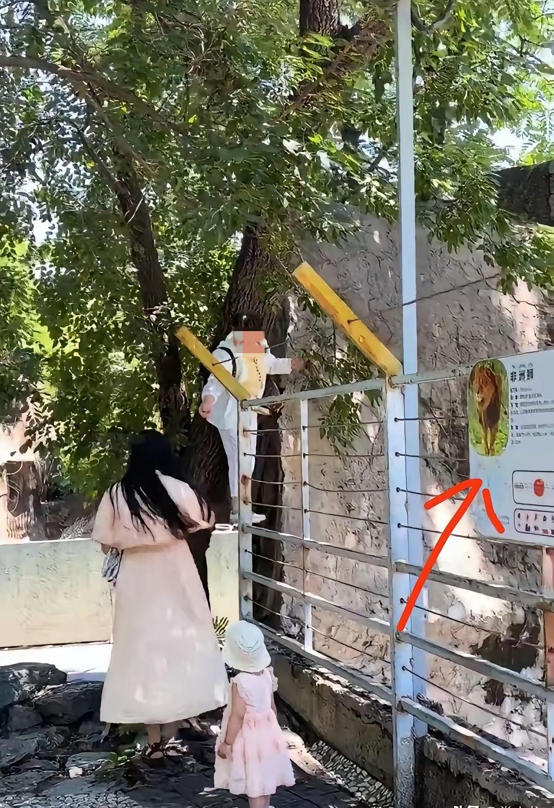 “胆子太大了！”6月7日北京动物园，一位老太太直接爬上非洲狮展区的防护围栏，伸手