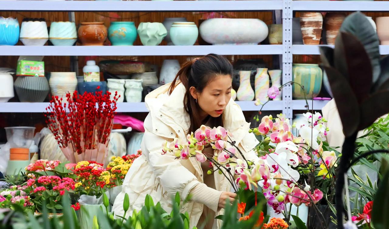 2026年春节前十天，全国花市直接炸了锅！蝴蝶兰、水仙、大花蕙兰、长寿花、富