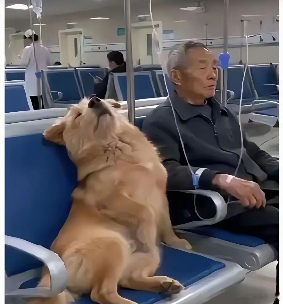 当年，它只是一只巴掌大的流浪狗，被大爷抱回了家。六七年过去，它长到几十斤，也长成了大爷身边最沉默的影