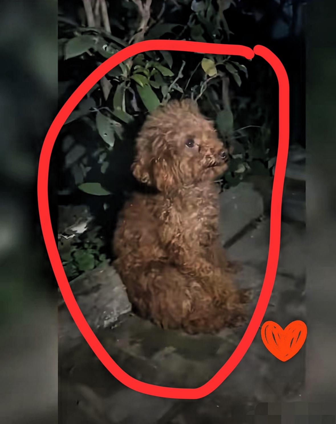 这条狗没有公主命却得了公主病，它前主人工作忙就送给了同事养，谁知这狗还以为新主人