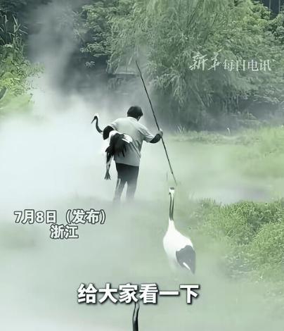 “太有意境了！”浙江，饲养员大妈看到丹顶鹤不愿意回家，就一把抱走其中一只丹顶鹤，
