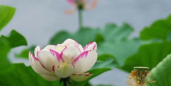 到了7月份，福星高照，4属相财运亨通，事业顺利，生活蒸蒸日上属相龙属相龙秉天