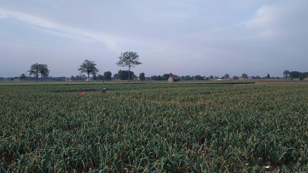 今天和几个战友闲聊，一个战友说，他们村庄有一个种植大蒜的大户，种植了近100亩的