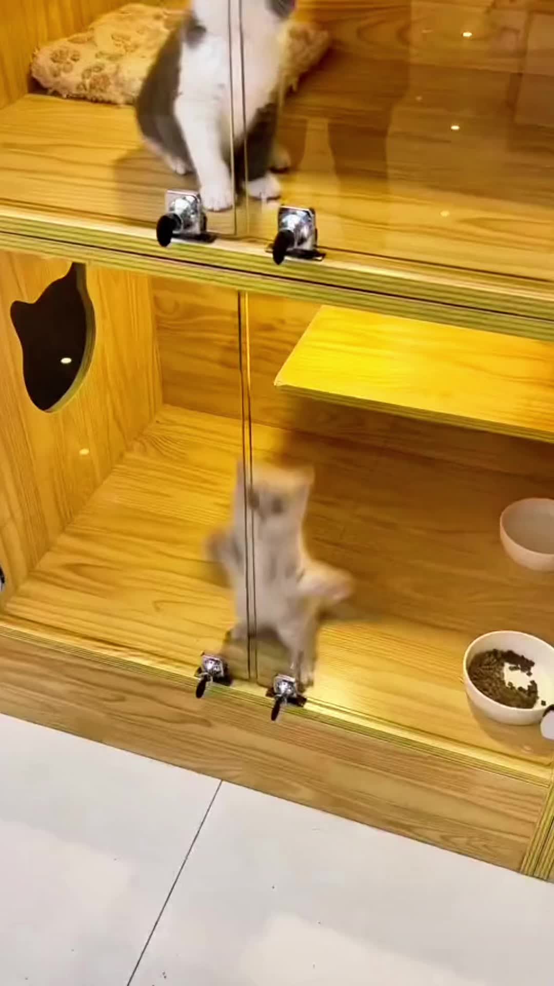 这样的小猫你喜欢吗？