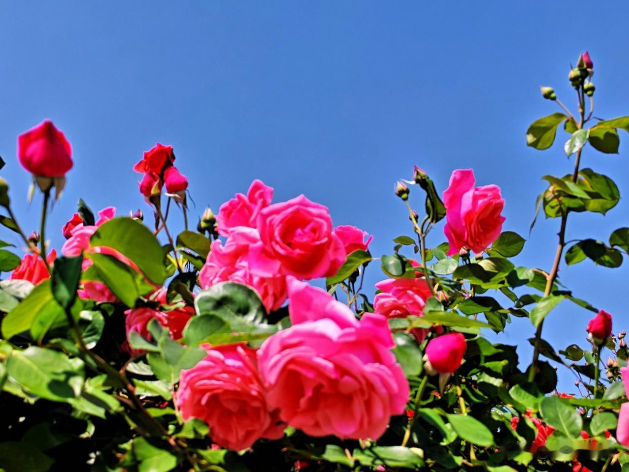 粉嫩月季盛开，蓝天映衬下格外迷人！🌹🌞