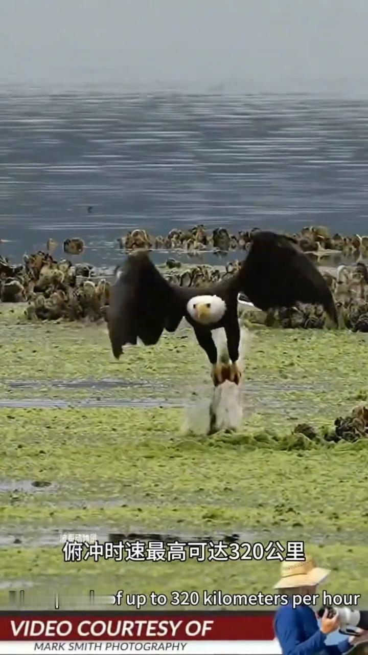 老鹰老虎。在自然界食物链里，老鹰应该是无可争议的空中霸主。这个猛禽的翼展超过两