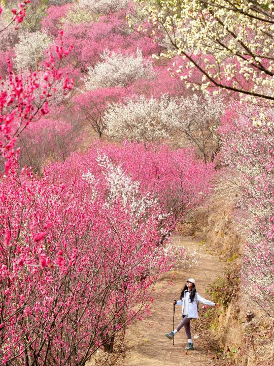 真没人宣传吗？武汉绝美“梅花山”徒步，封神了