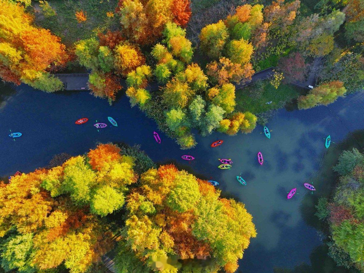 宁波植物园水上森林的杉林美翻了11月29日，宁波植物园水上森林的杉林迎来最佳观