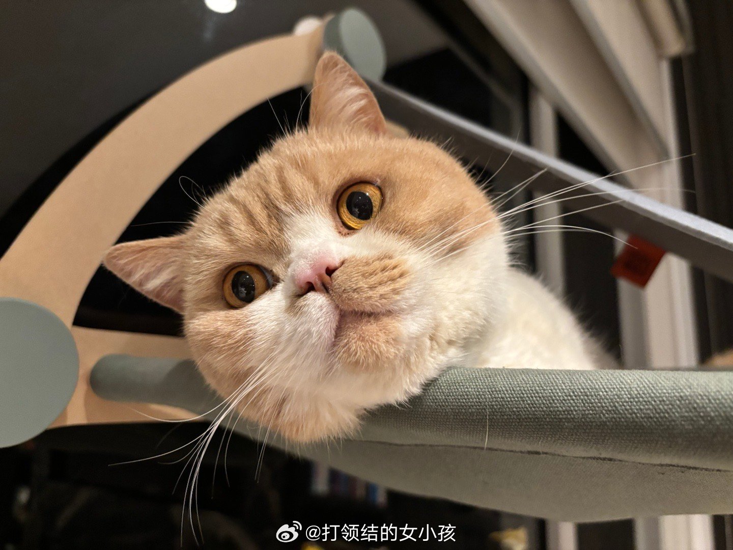 等灯童颜美灯💡毫无中年猫的油腻感，果然坚持健身（bushi是保持