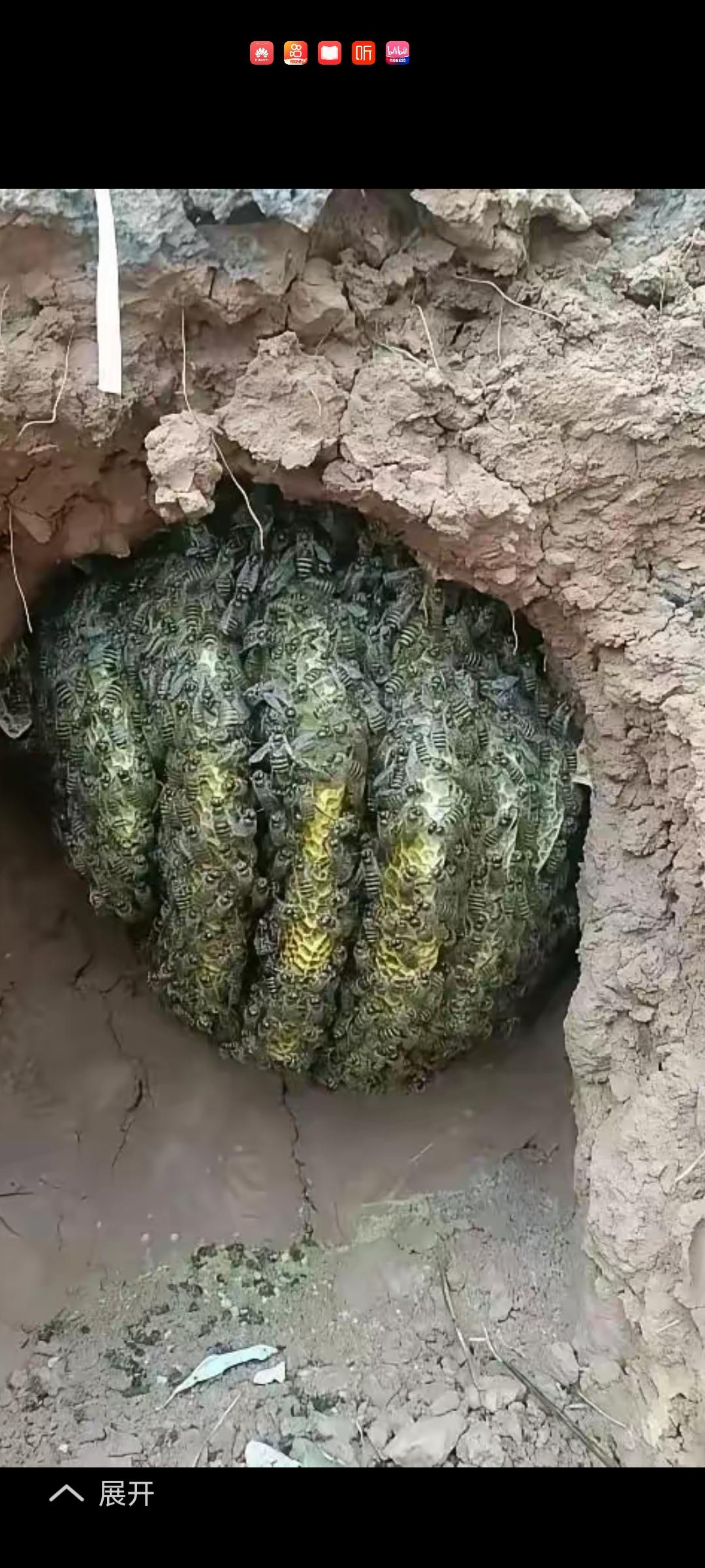 爬山时发现的，这可是纯野生的。得想个办法搞点。