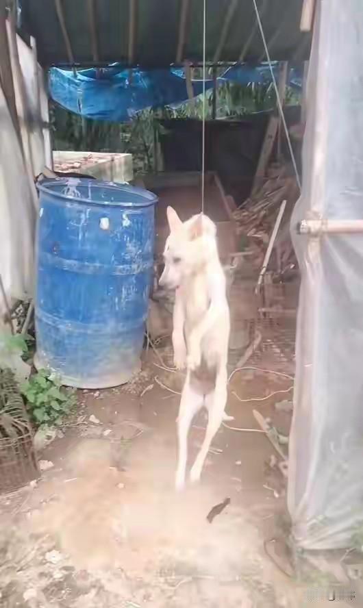 太惨了！这天一位大哥去一个村子里收板栗，结果当他走到一户人家附近的时候，听到有凄