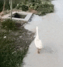 都说了走路不要看手机