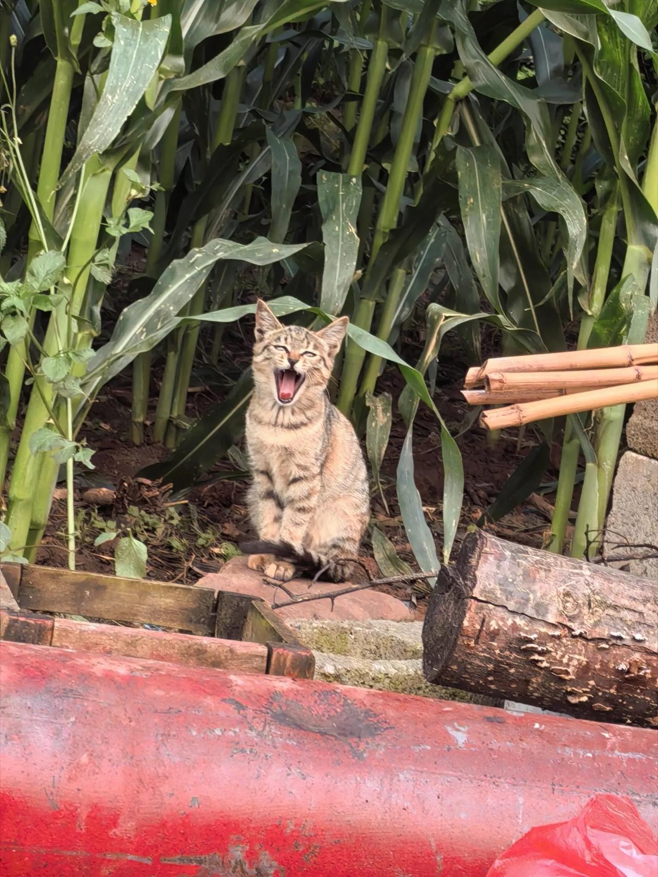 小猫这个动作太可爱了啊，不容易拍到啊，大家觉得呢？猫咪魔性躺姿小猫小猫迷惑行