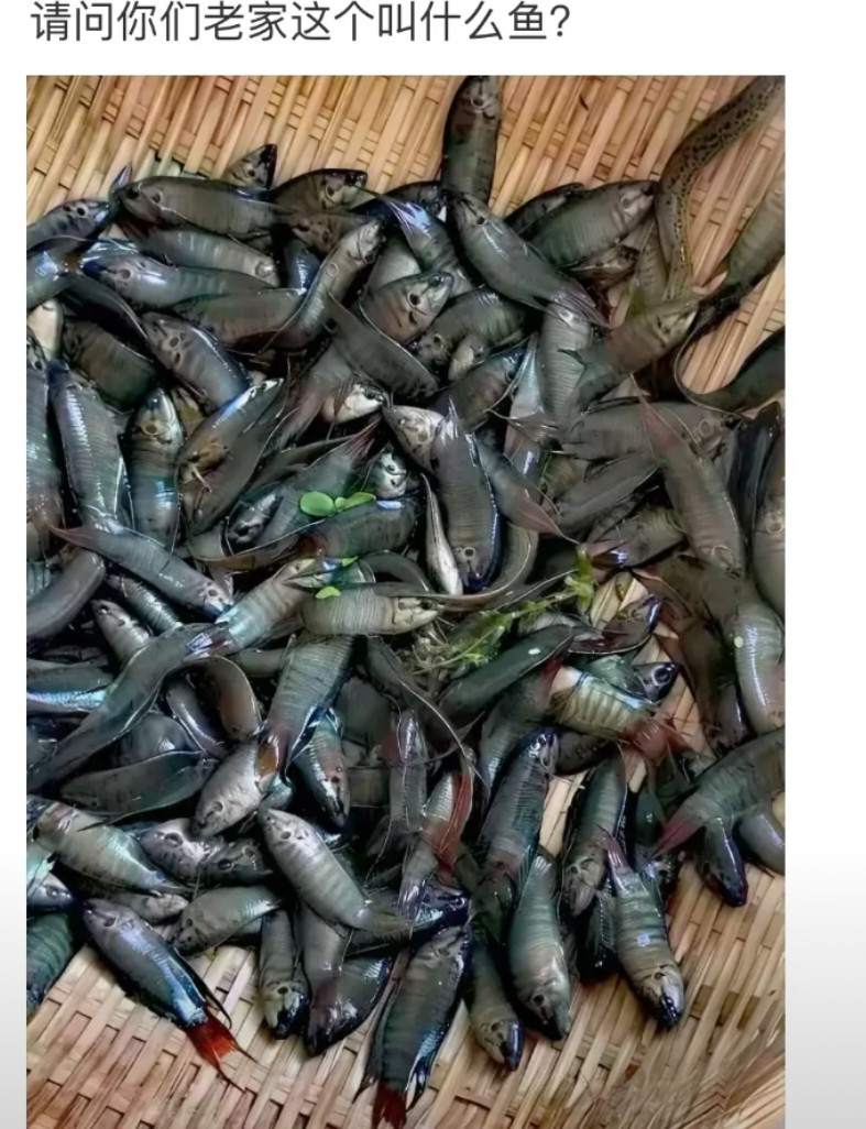 你的老家这个叫什么鱼？