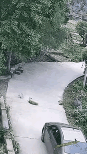 山村小路遇到这样的情况怎么办，这狗子想干嘛