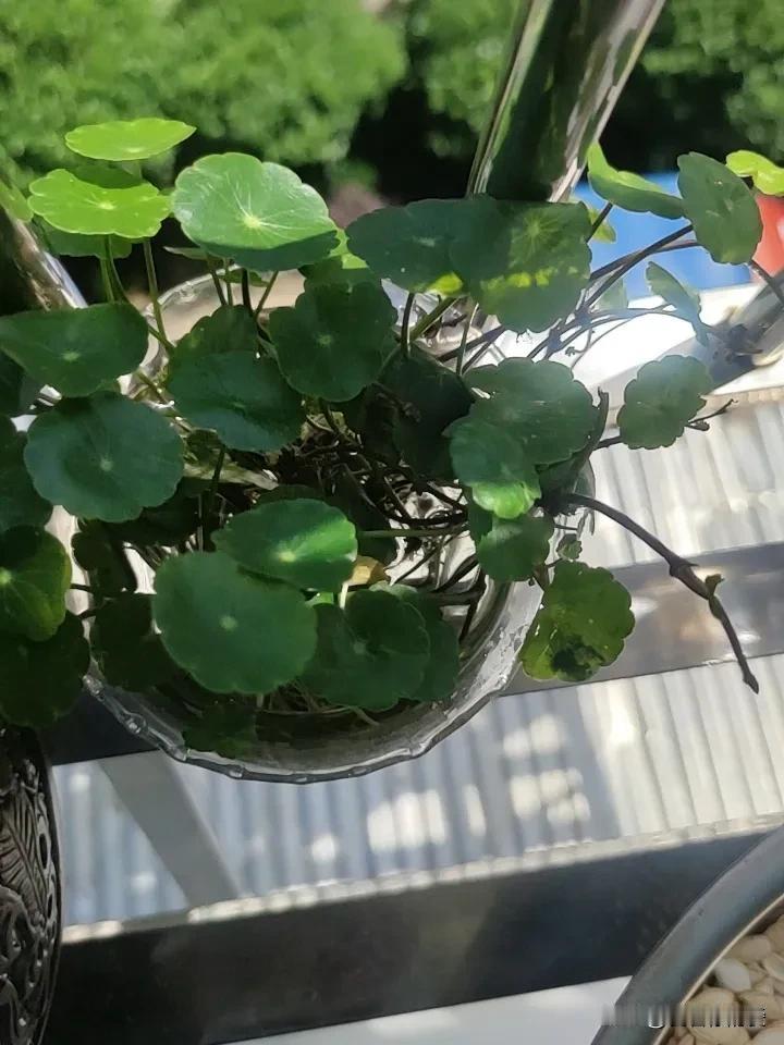 有什么好养的绿植推荐吗?有什么好养的绿植推荐吗?铜钱草堪称绿植界的“养不死小