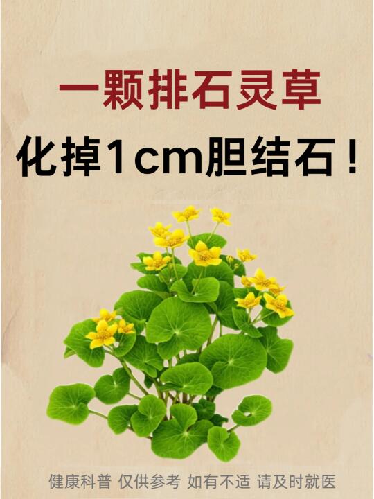 一颗排石灵草，化掉1cm胆结石！