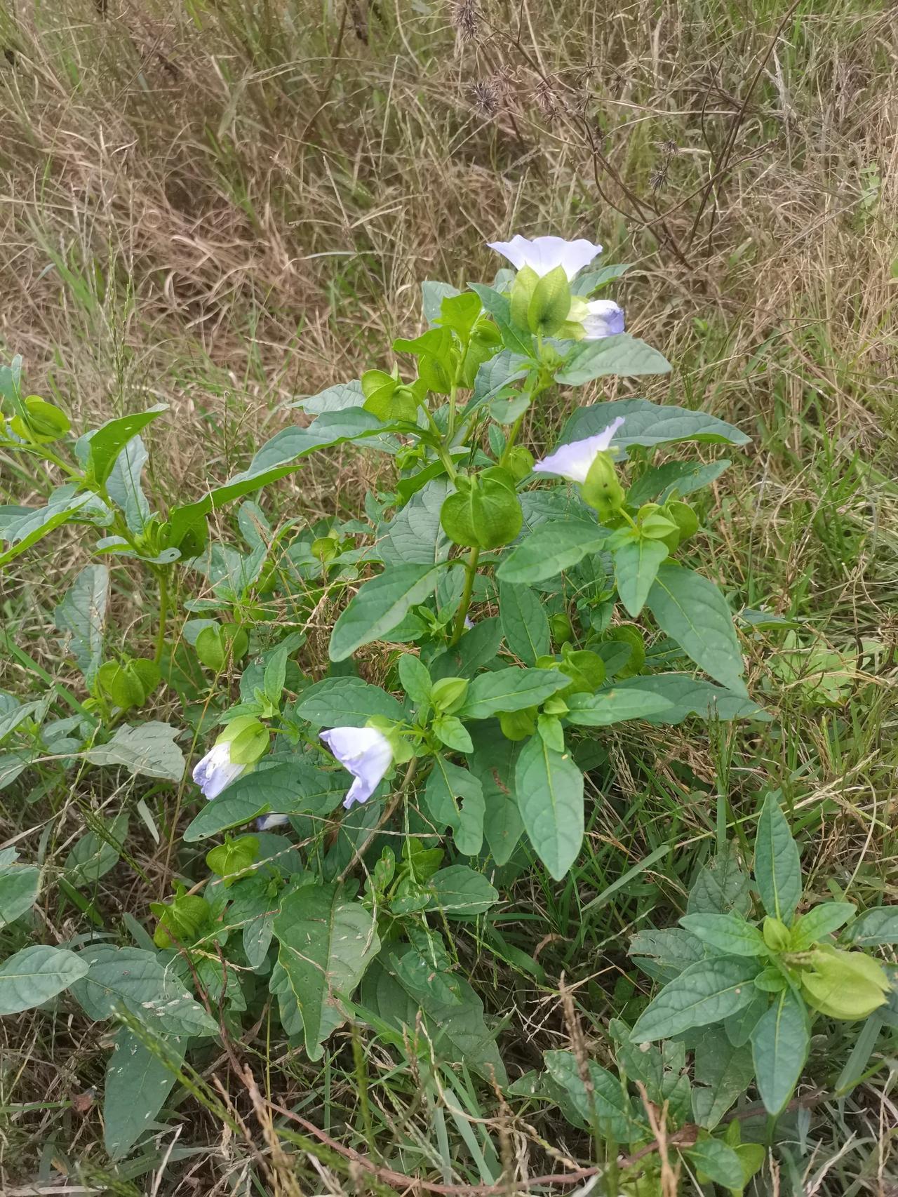 有谁知道这个时候开的这个是什么花第一次看到