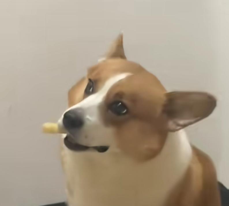 真是差点气死狗了，主人给狗子讲道理，没想到狗子受不了，竟然突发心脏病了。这狗子直