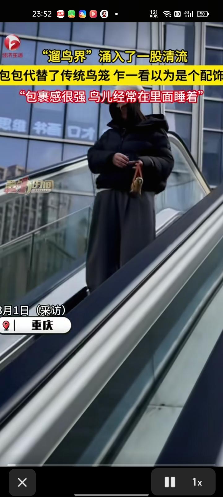 2月27日，重庆。杨女士称，自家鹦鹉“小太阳”一岁多，是最调皮也最亲人的时候。有