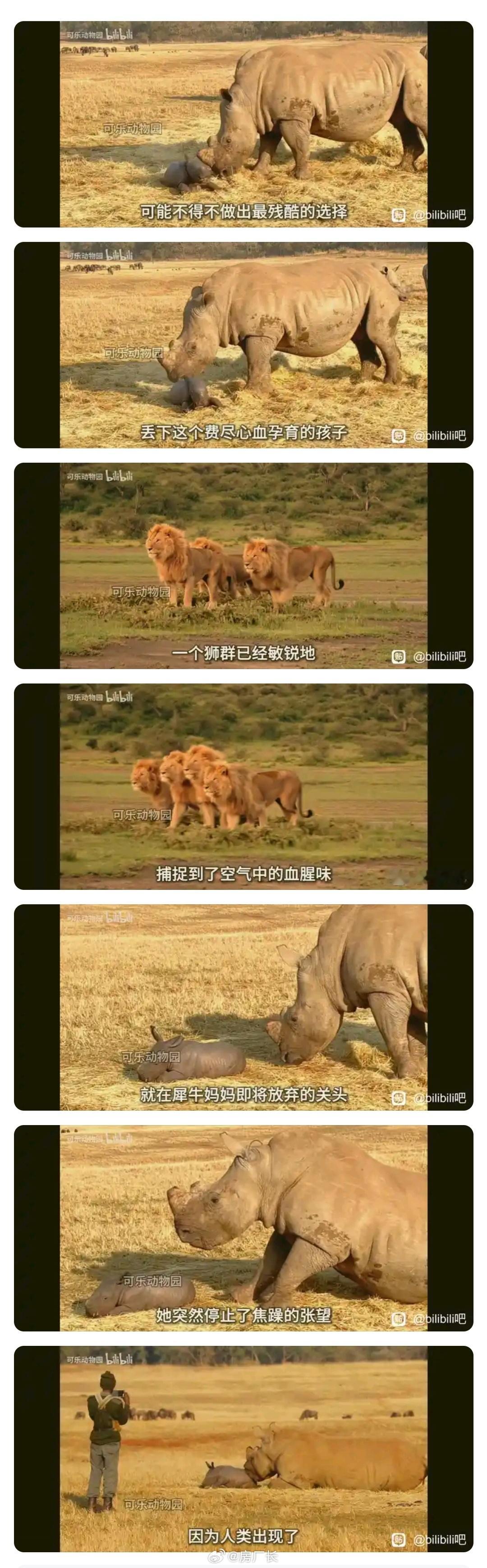 你以为的野生动物：我管你这那的，你看我咬不咬你就完事了实际上的野生动物：666，