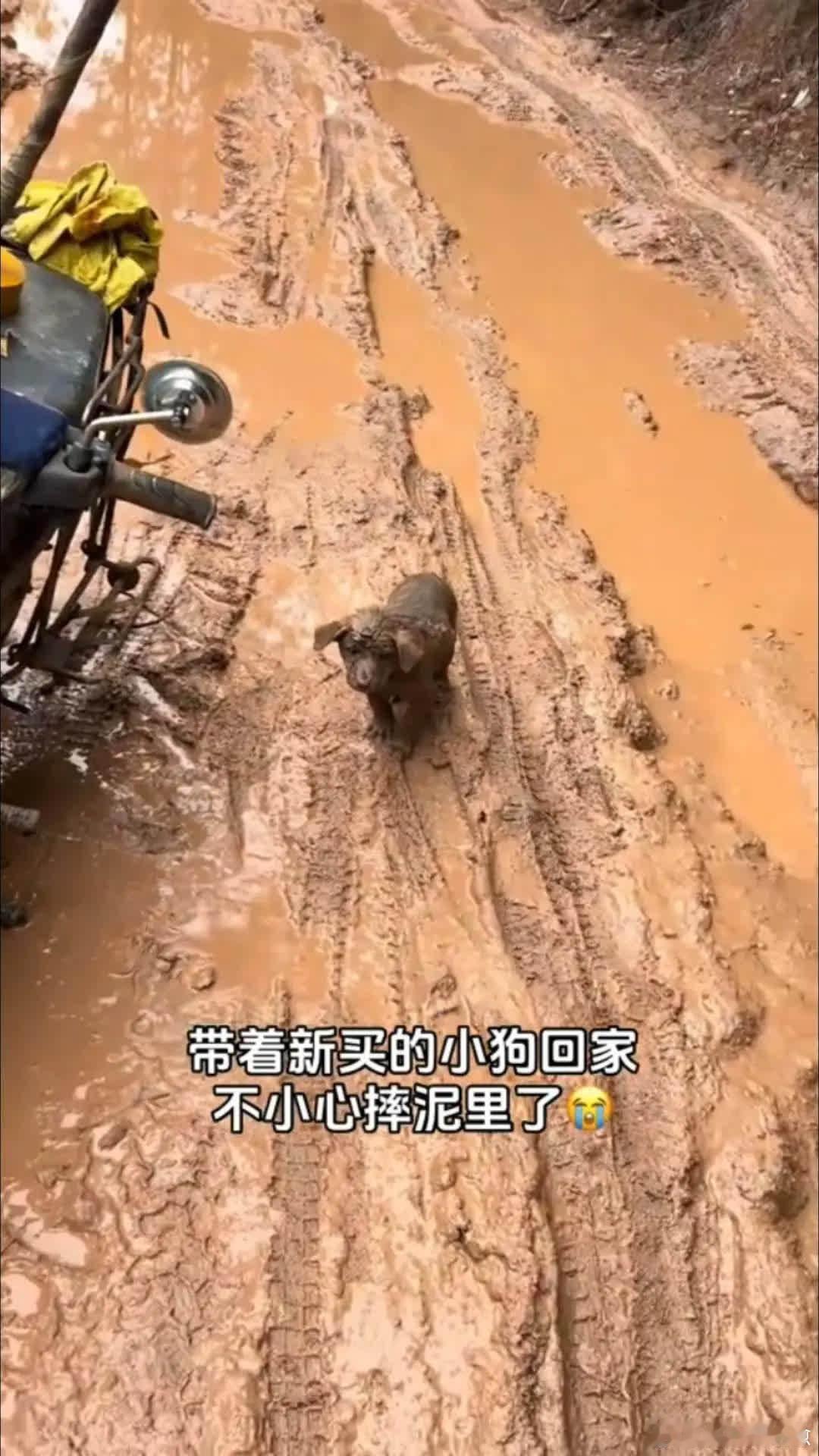 狗：我以后得过什么日子啊萌宠宠物