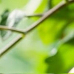 0000西红柿种植1.土壤选择西红柿喜欢生长在排水良好、肥沃、pH值为6.0-7