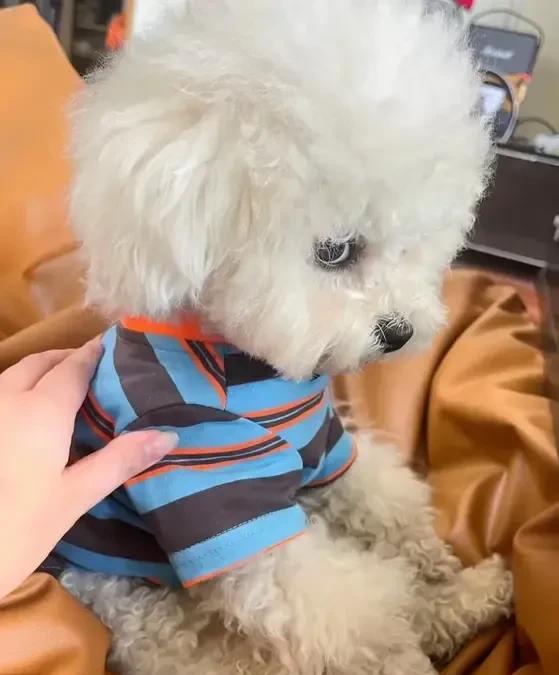 都说狗狗的智商相当于两三岁的孩子，我家的狗狗别的地方不敢说，生气起来就和小孩子一