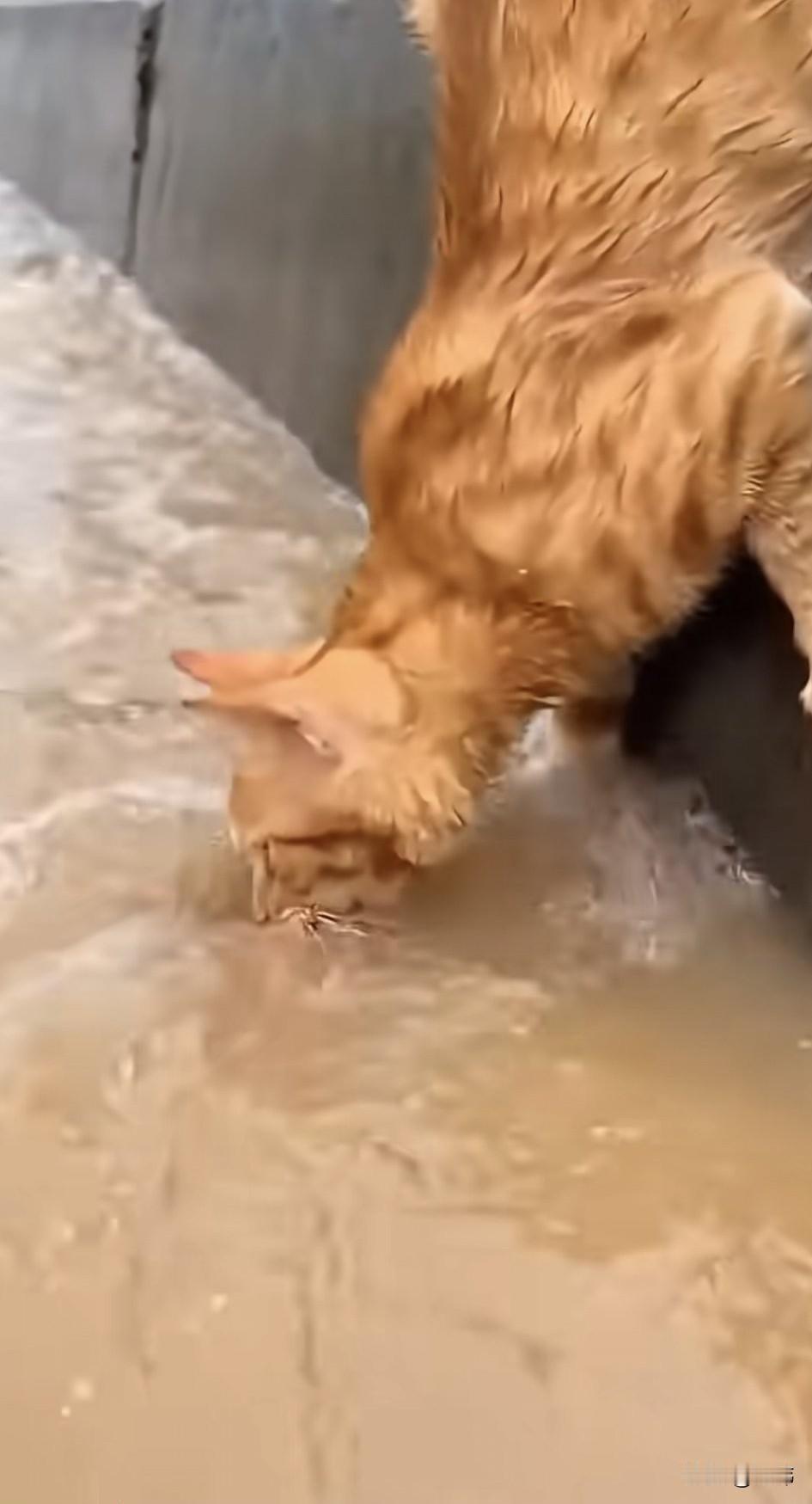 泪目了！动物之间也有互相帮助的优良传统，实在令人感动。这天一只猫妈妈带着两只小奶