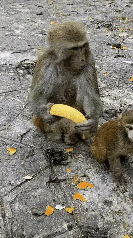 同样是猴差距咋这么大呢