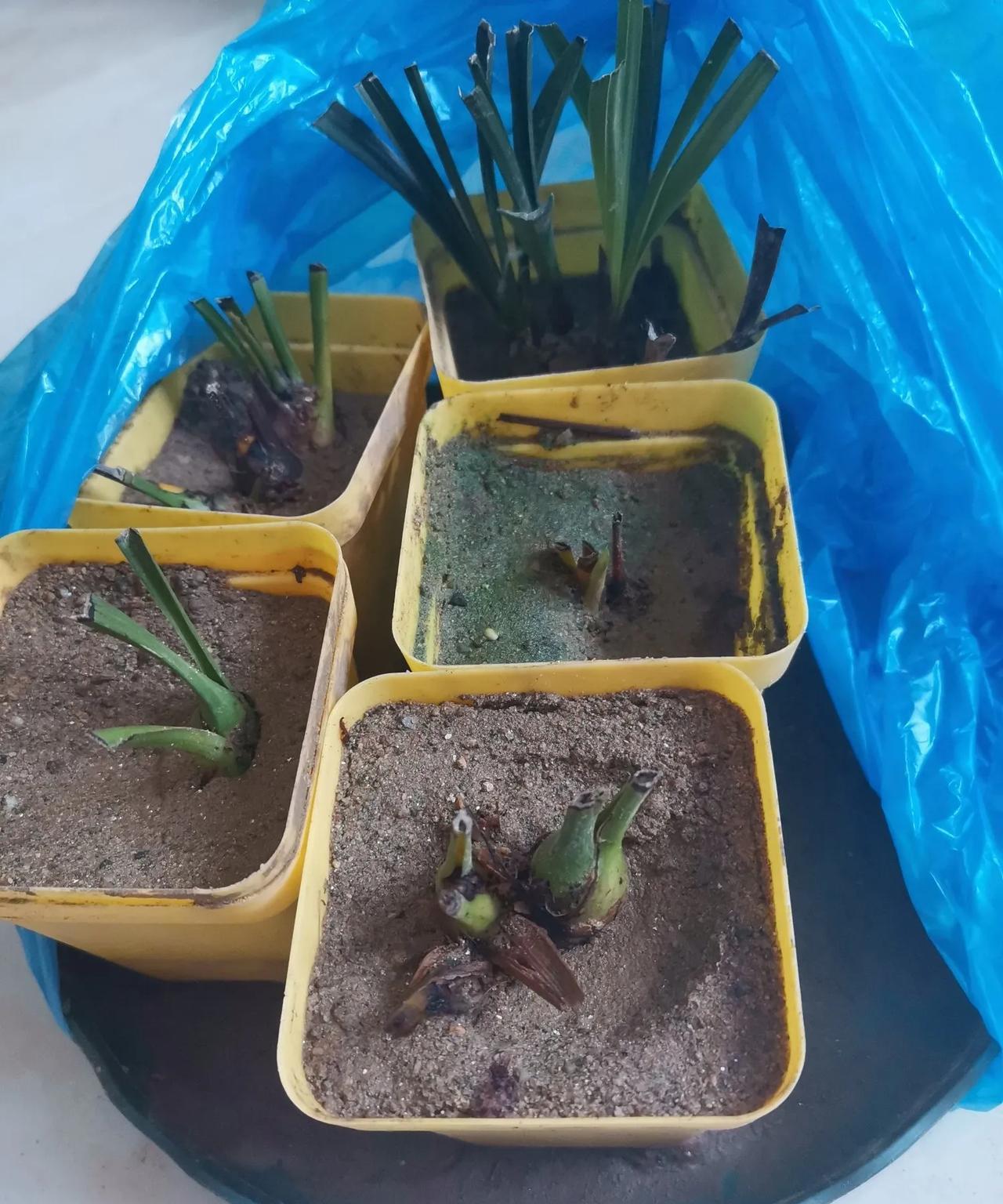 兰花养废了不少，兰友说可以把无根的老芦头插沙子里，能闷出根来。我插在沙子里，浇