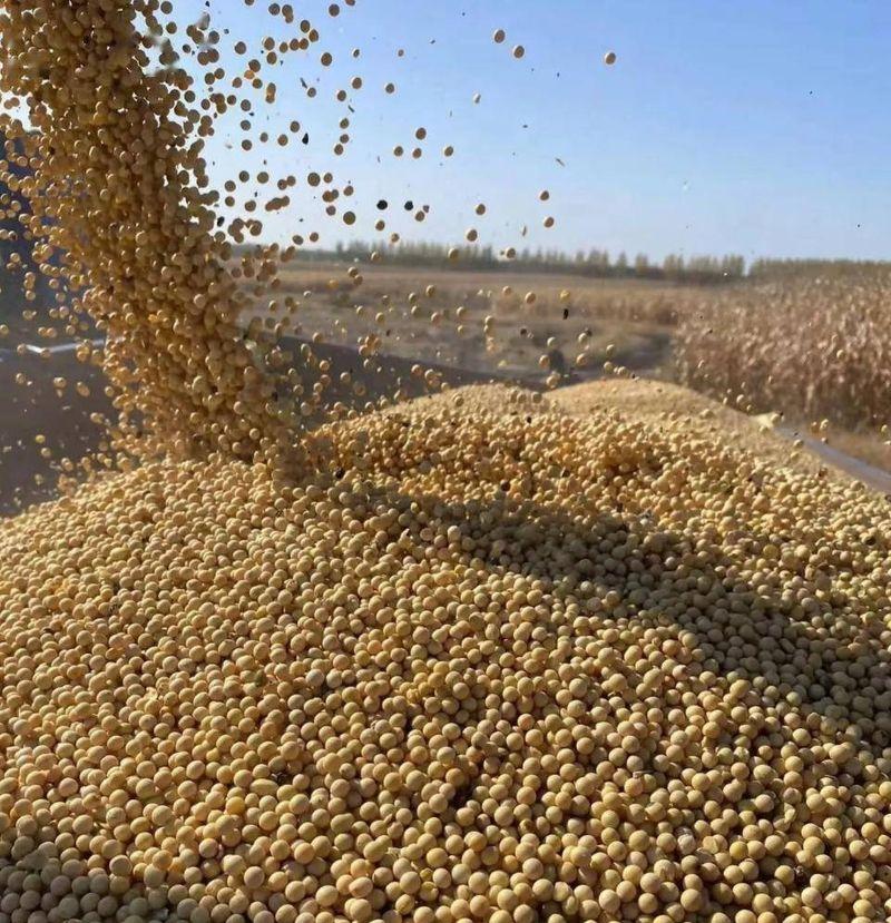 🌞美国大豆为什么非要卖给中国?其实,站在美国的角度,三年不卖给中国大豆,扩