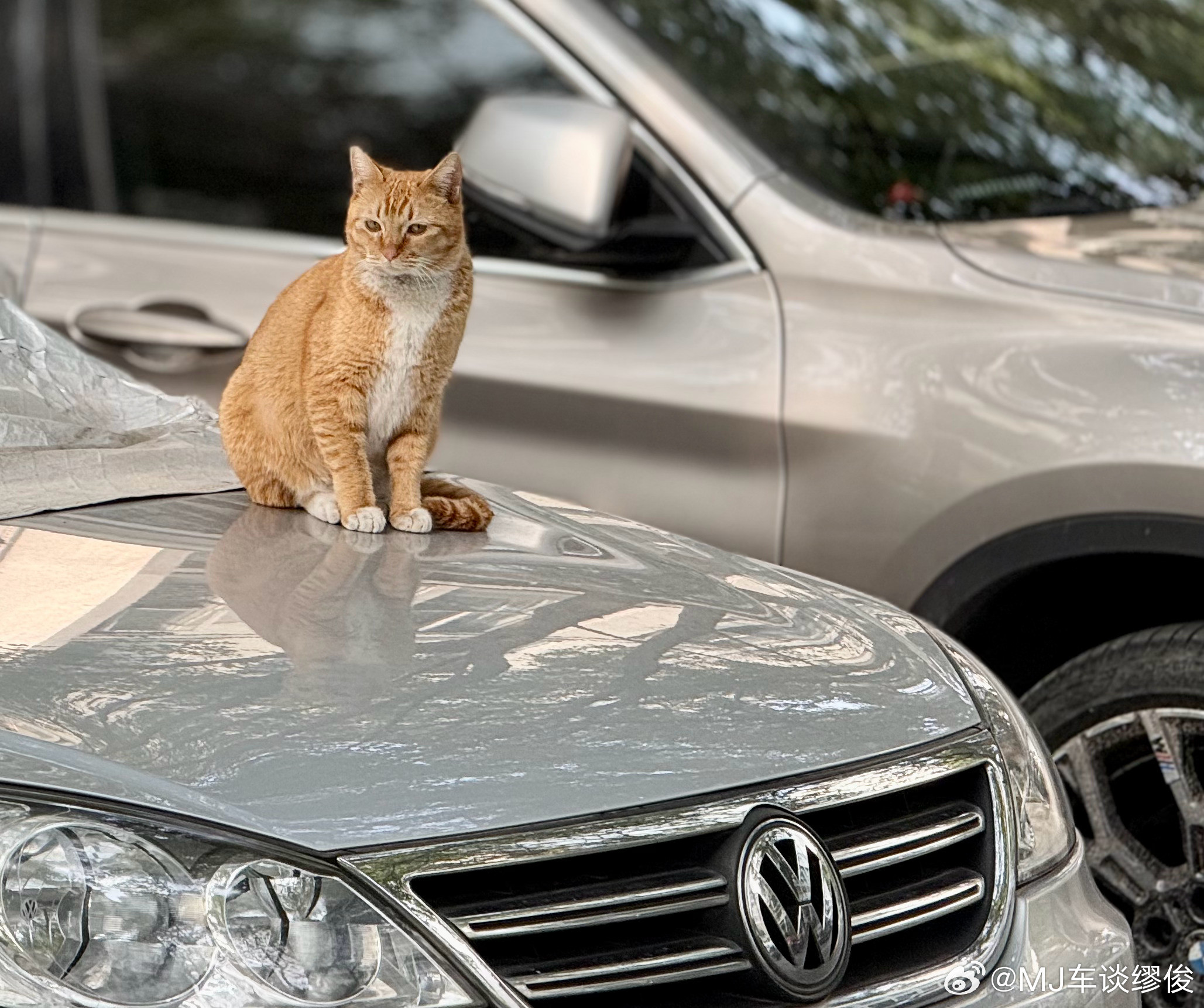 小区随手拍，这只猫咪挺会摆pose猫咪摄影