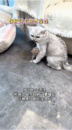 俺家捡个小流浪猫，正赶上俺家银渐层母猫有奶，主人就劝它：“帮帮它呗，给这小可怜喂