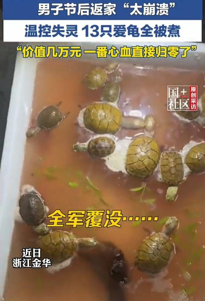 崩溃了！浙江金华一名男子精心养育了13只宠物龟，价值好几万元，但他过年回老家时，