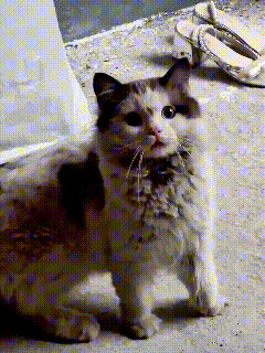 流浪猫躲雨进车库，听到美女一句夸竟秒回头！谁看了不心软？下雨天真的太容易戳