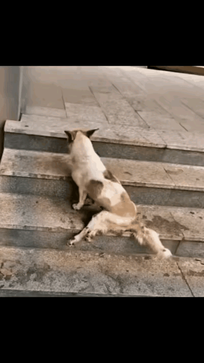 真的破防了！看完这只小狗的遭遇，心都揪成了一团，天底下怎么会有如此狠心的主人！