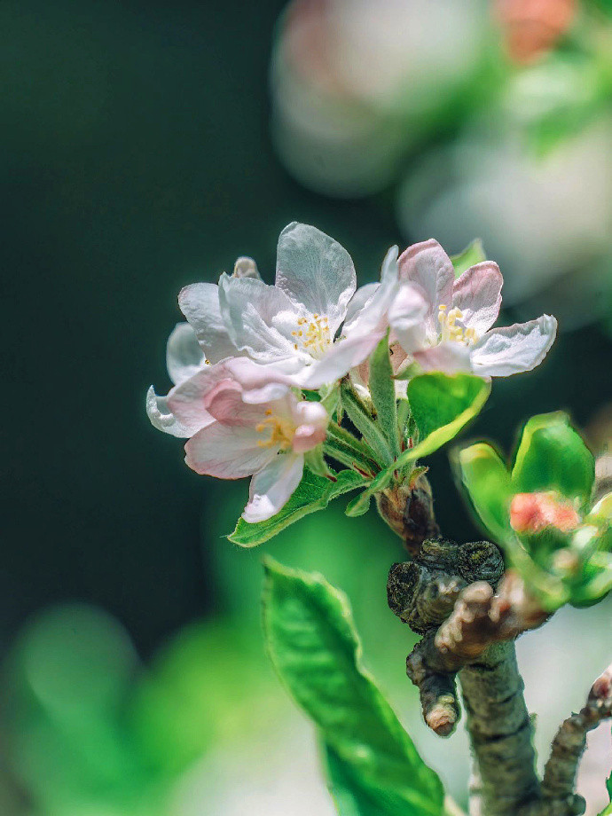 心如花木，向阳而生，愿日子干净，所遇皆温柔。​​​
