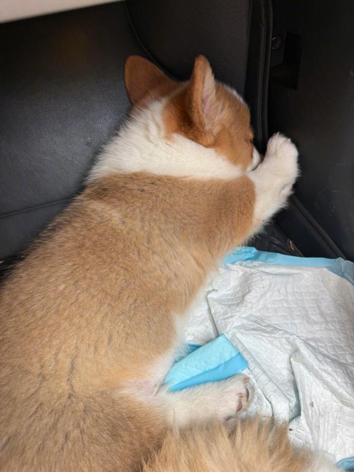 小狗晕车时belike