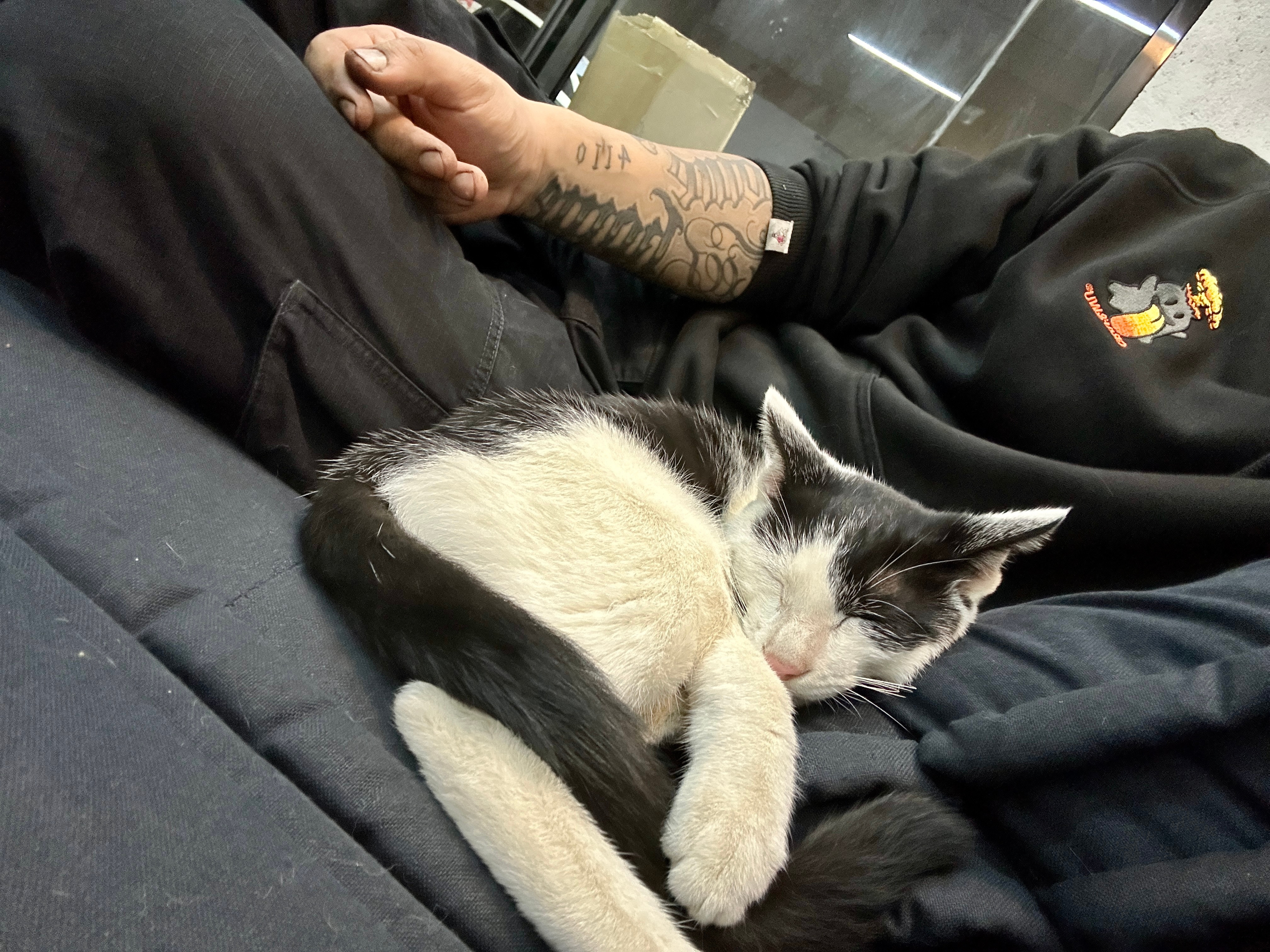 这哪里是流浪小猫。这简直就是我的本命小猫。家里4个，店里5个，只有它最亲我，家里