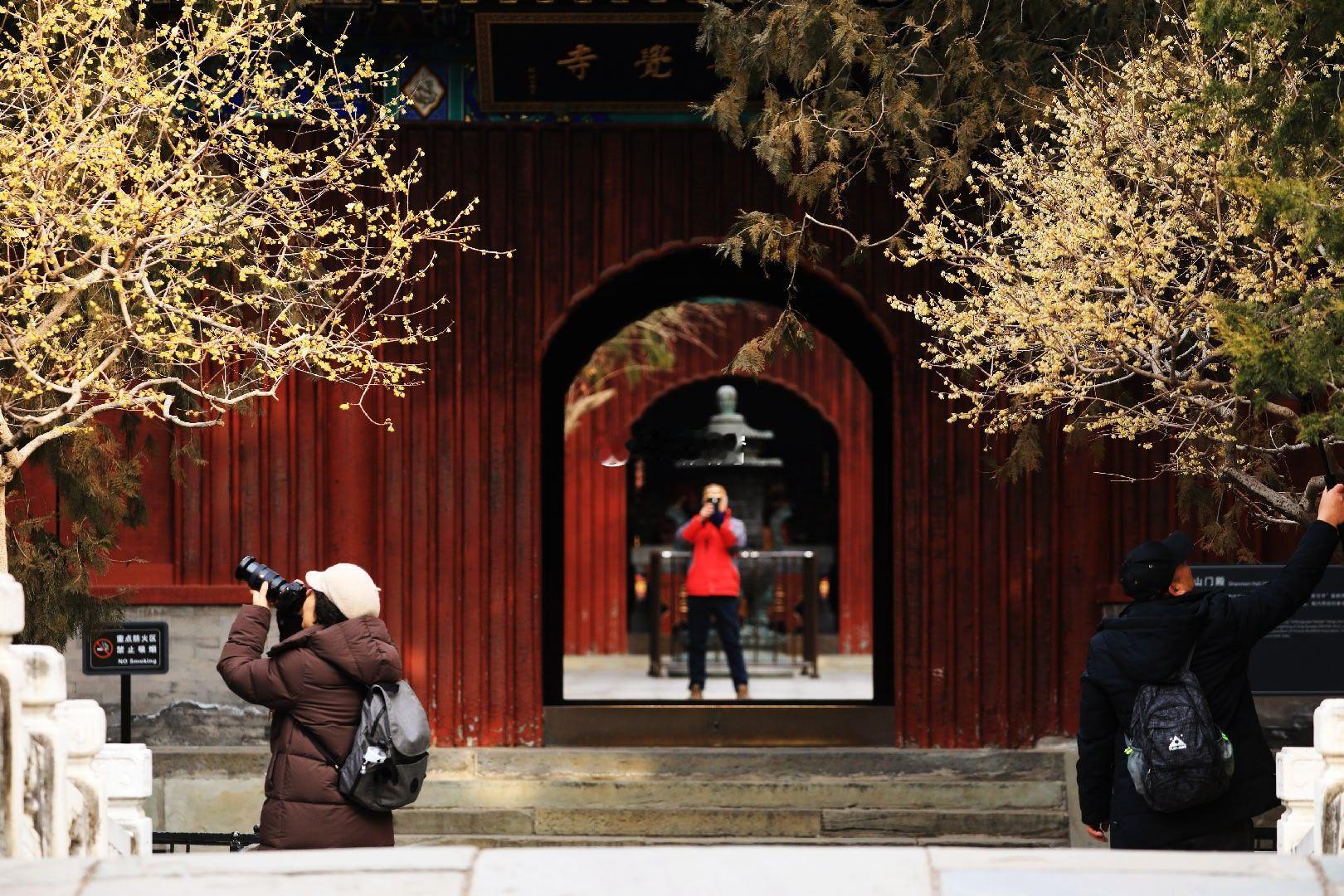 打卡国家植物园卧佛寺蜡梅摄影