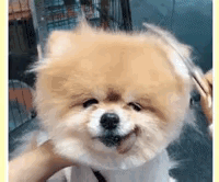 对新发型表示很不满意，笑容逐渐消失了。