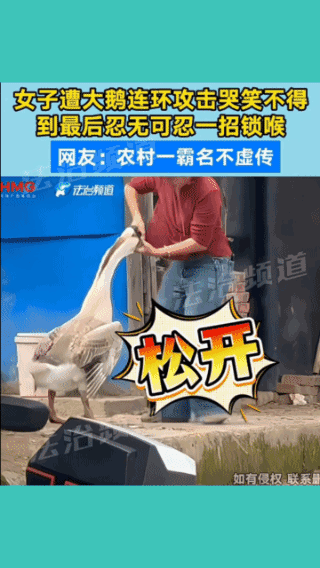 悍妇被地头鹅吓跑了！