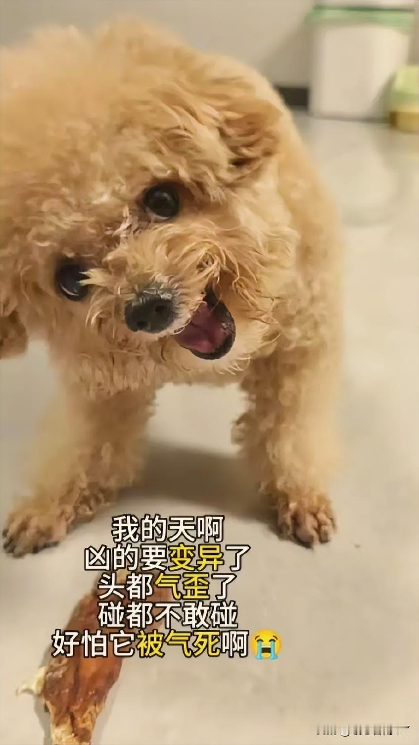 刷到网友家的泰迪，那护食的架势太绝了！就为了一个钙奶棒（犬零食）它气的脑袋都