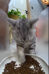 发现四周无人后，开启狂炫模式的哈基米