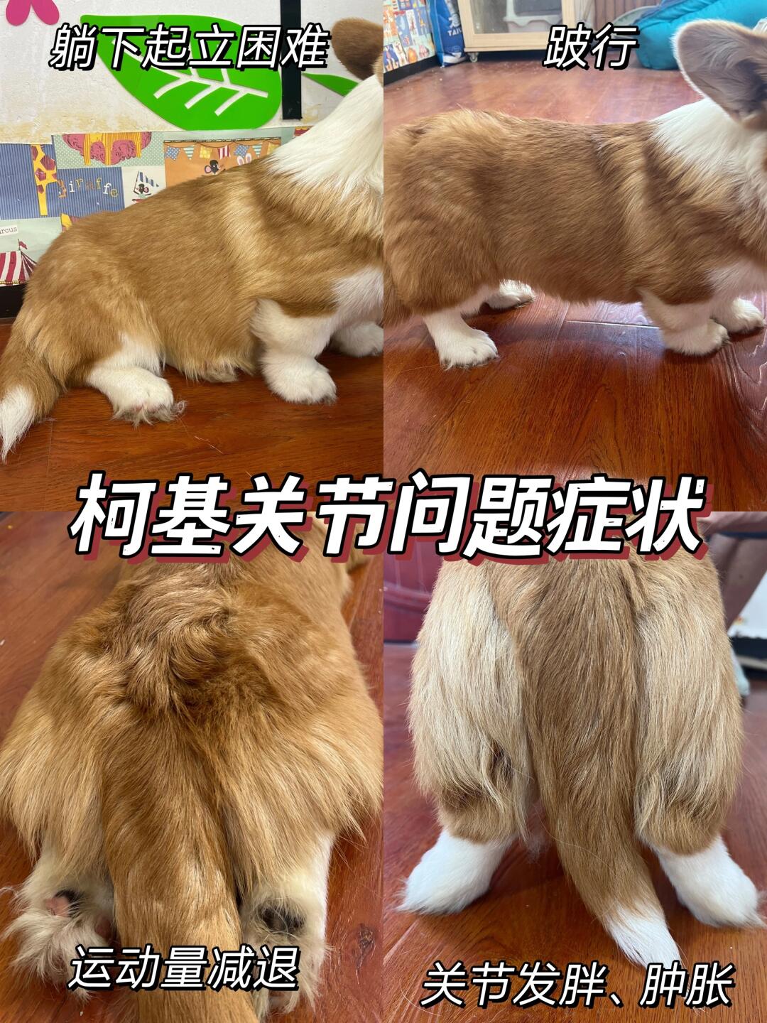 预防柯基关节问题可以怎么做❓❗