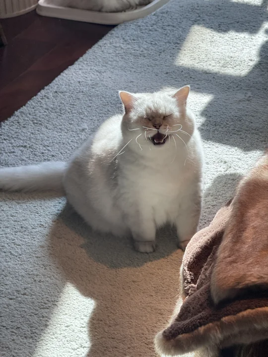 镜头感小猫🥰