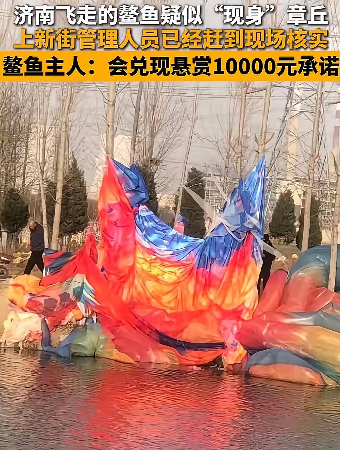 济南章丘，杜先生在小区附近水库边，发现一堆花花绿绿的气膜，一头挂在树上，一头搭在